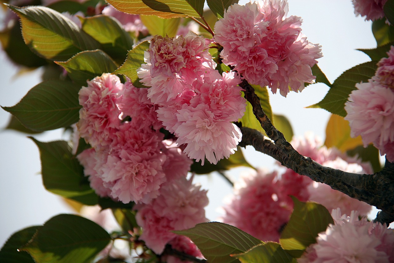 japanese cherry cherry blossom flowers free photo