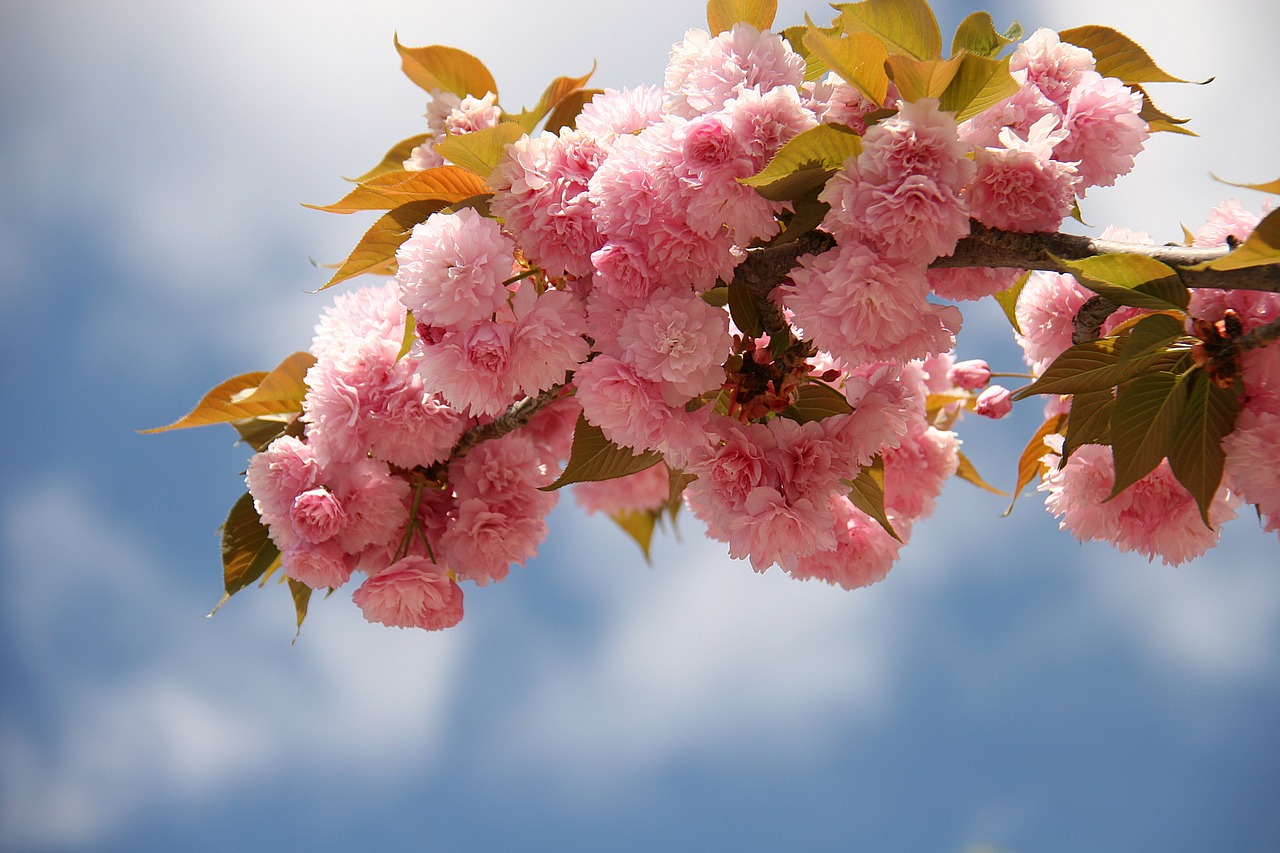 japanese cherry blossom flowers spring free photo