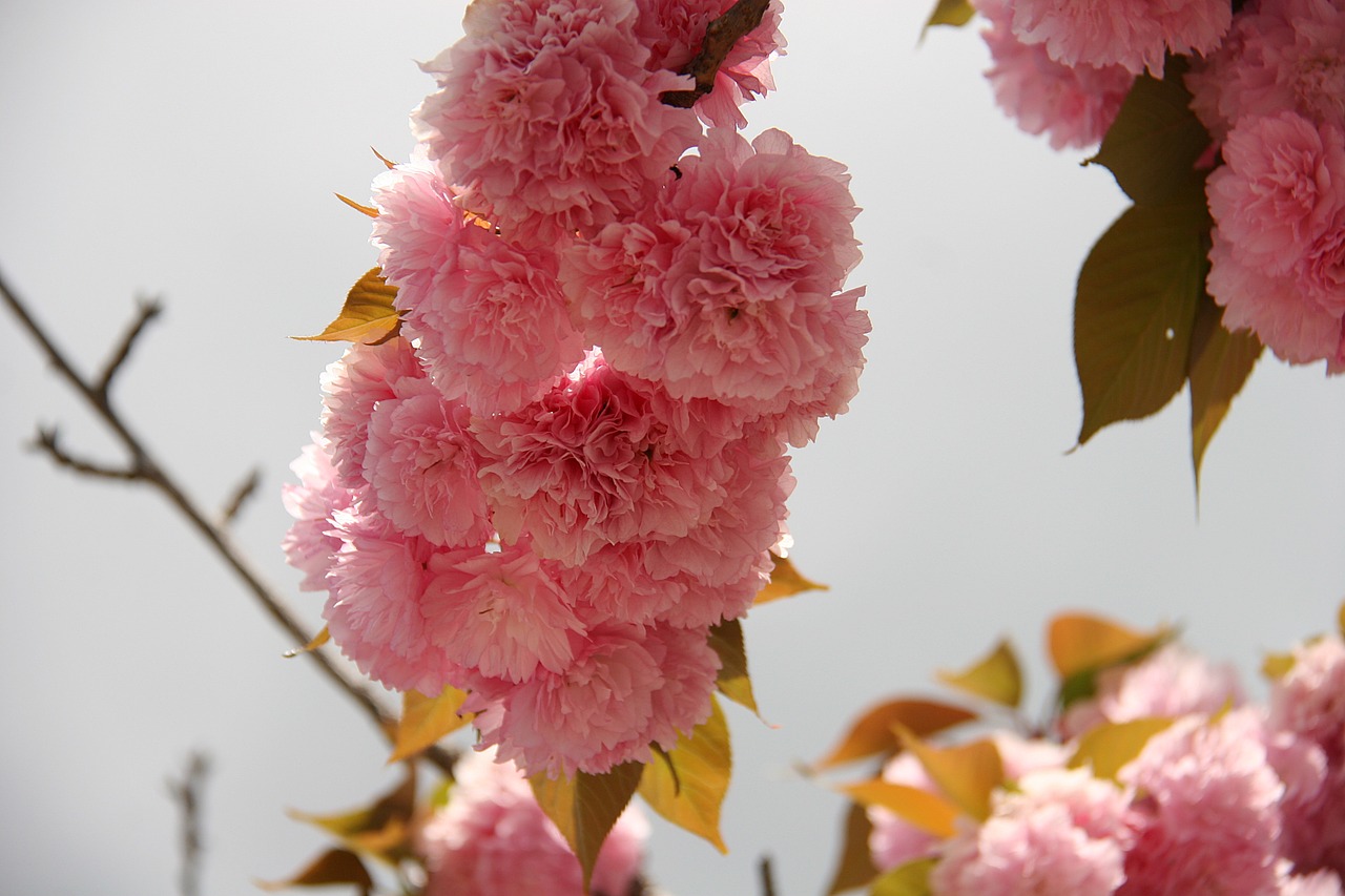 japanese cherry cherry blossom cherry free photo