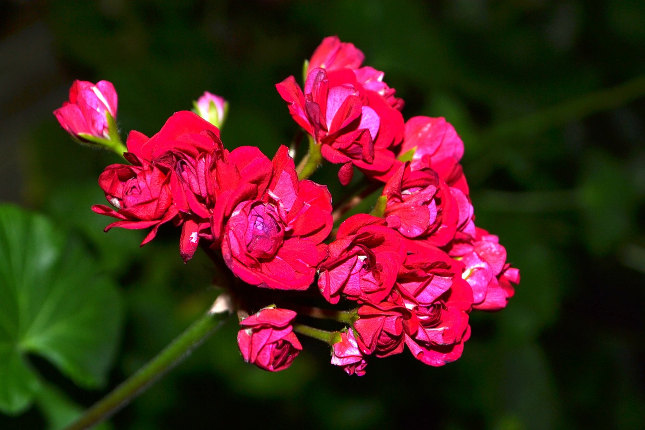 flowers geranium beautiful flower free photo