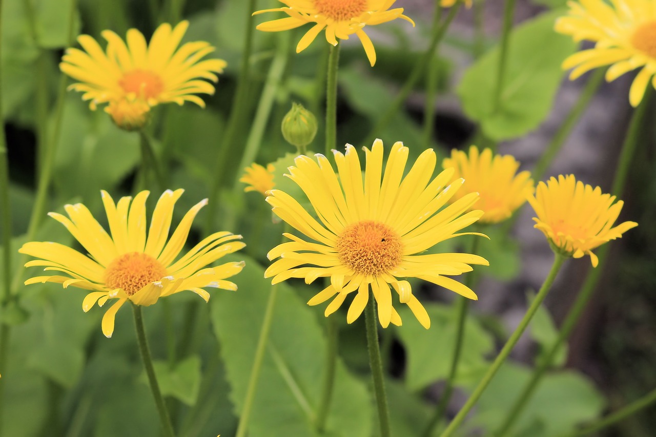 flowers yellow yellow flowers free photo