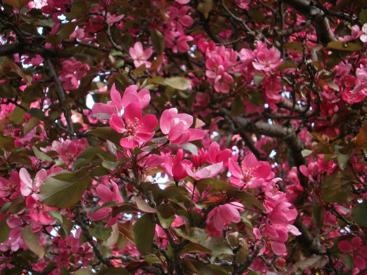 flowers pink petal free photo