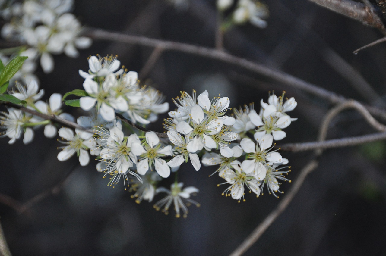 flowers white nature free photo