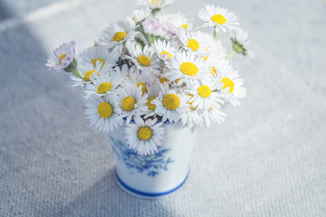 flowers daisy white free photo