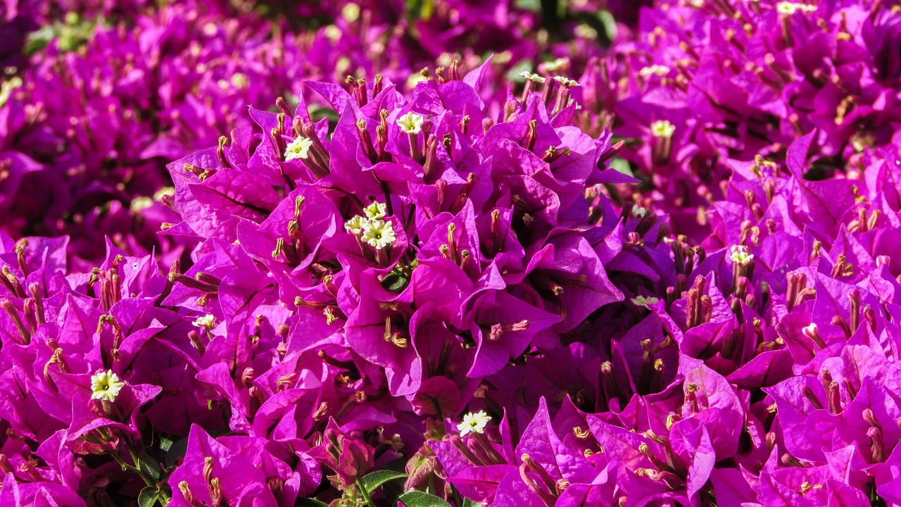 bougainvillea flowers purple free photo