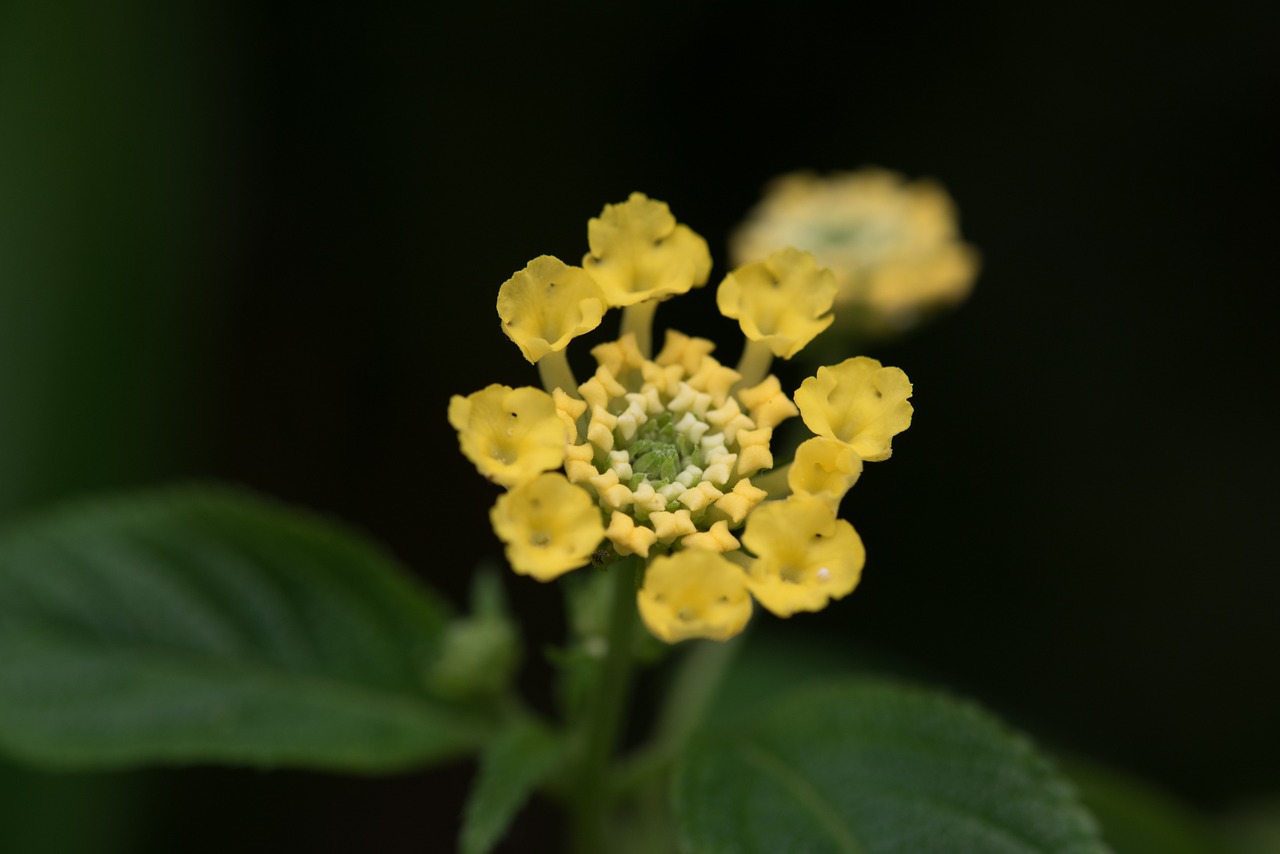 flowers plants flower free photo