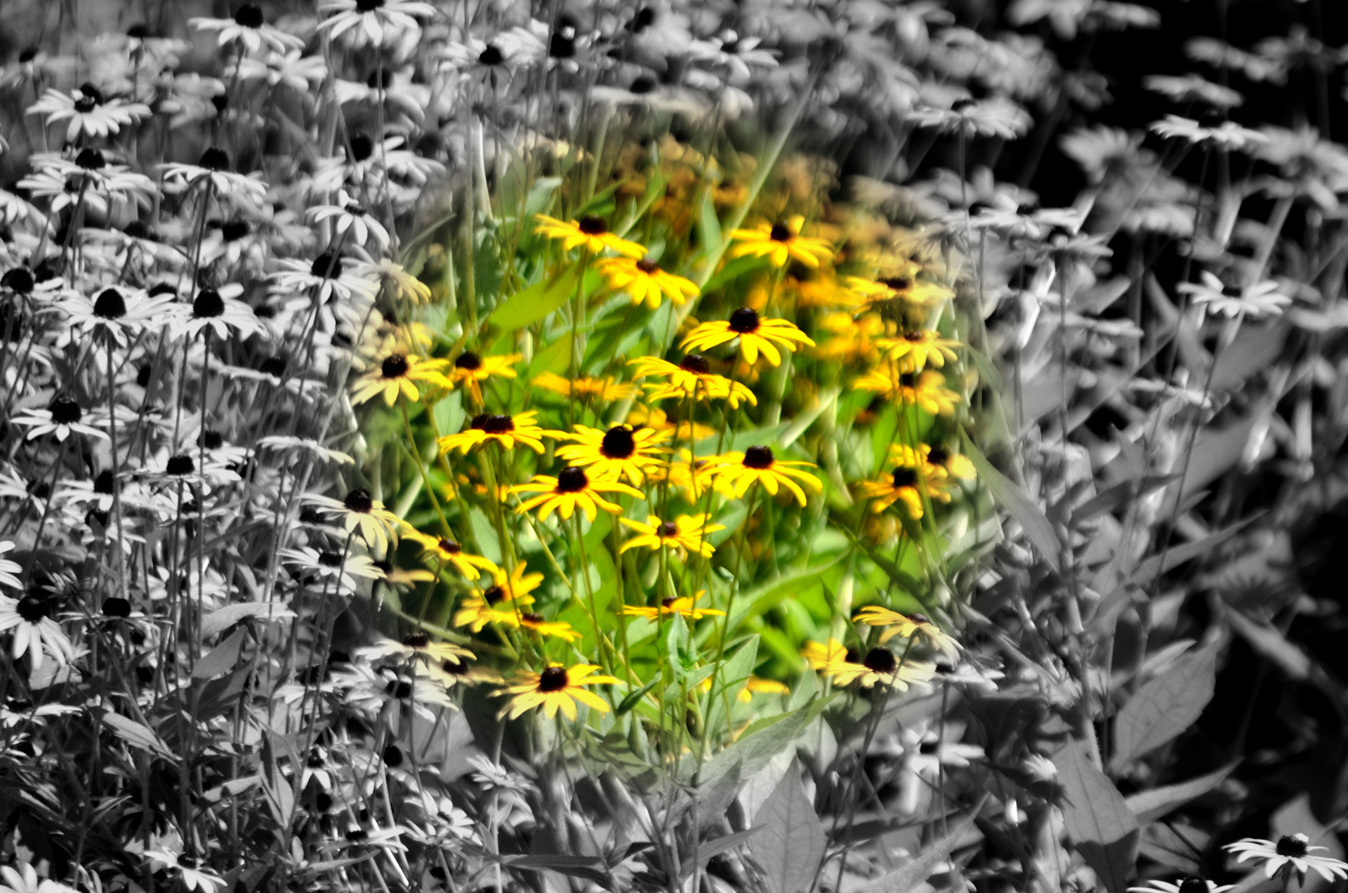 flowers black eyed free photo