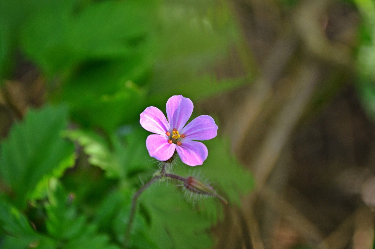 flowers flower pink flower free photo