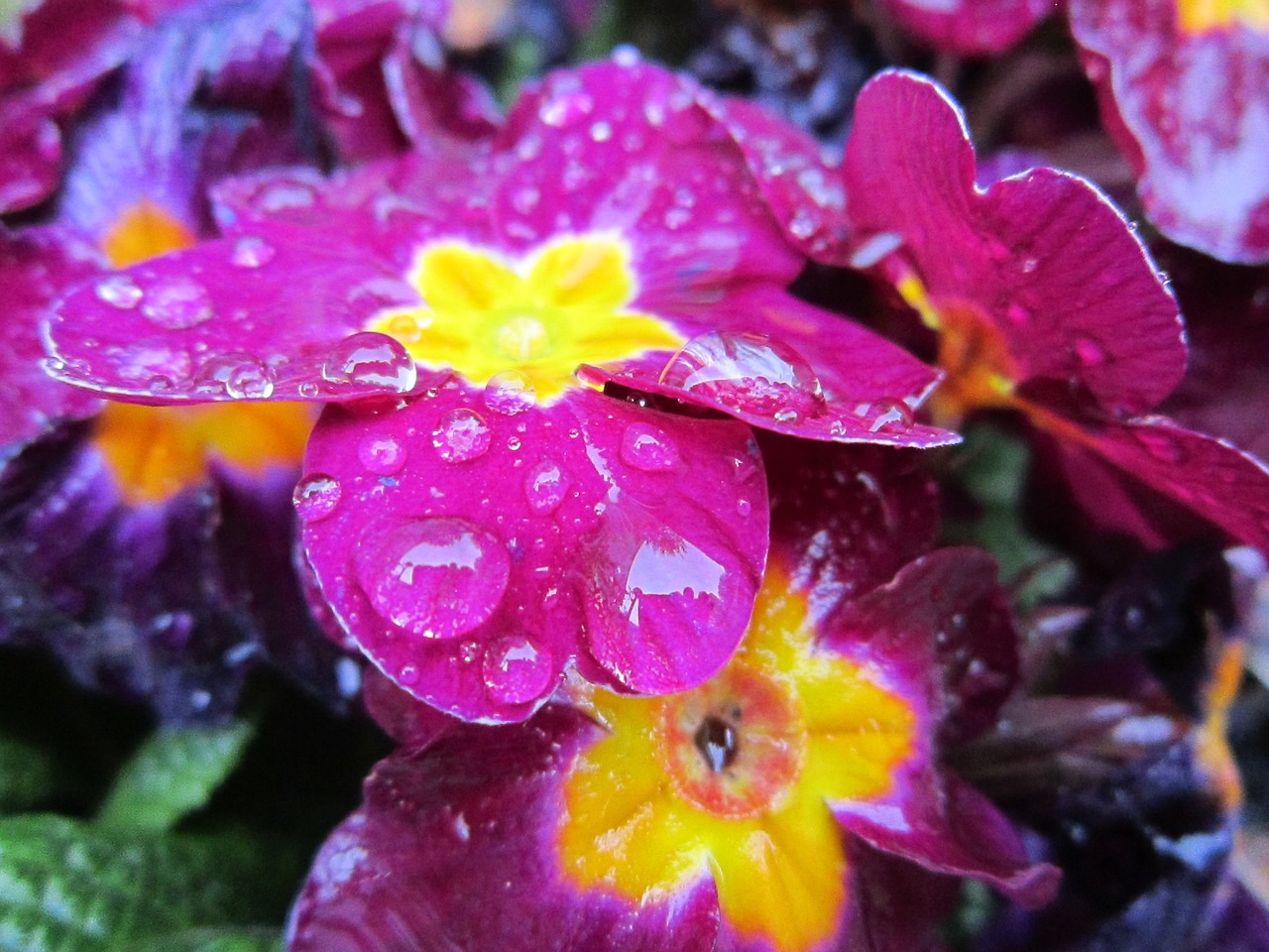 primrose flower pink free photo