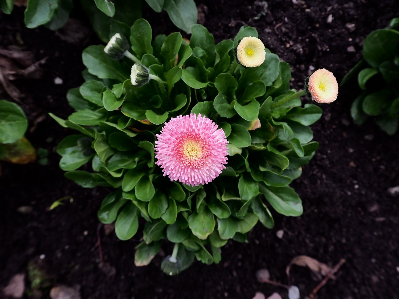 flowers pink nature free photo