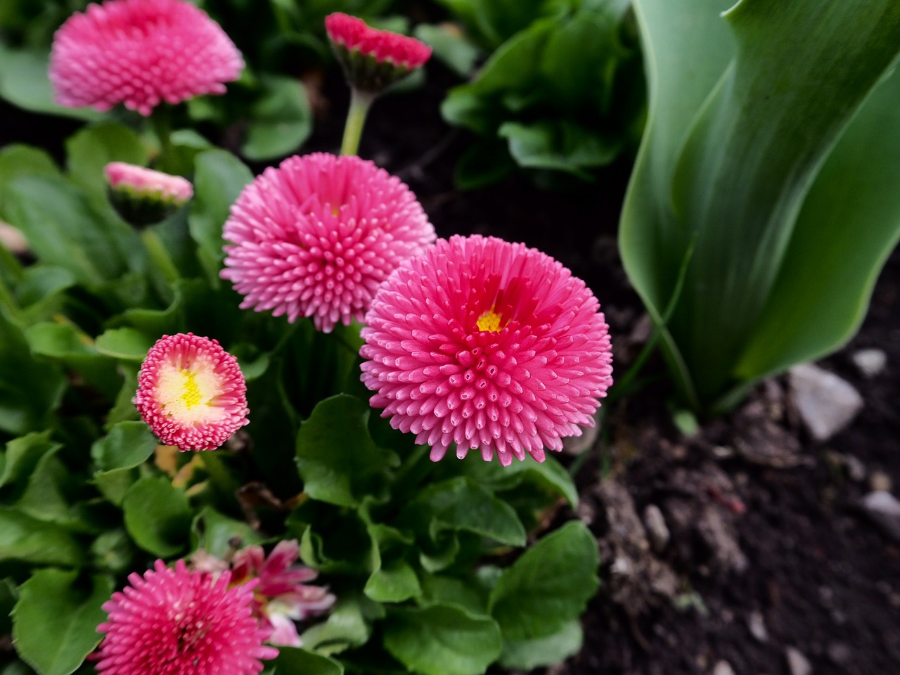 flowers pink garden free photo