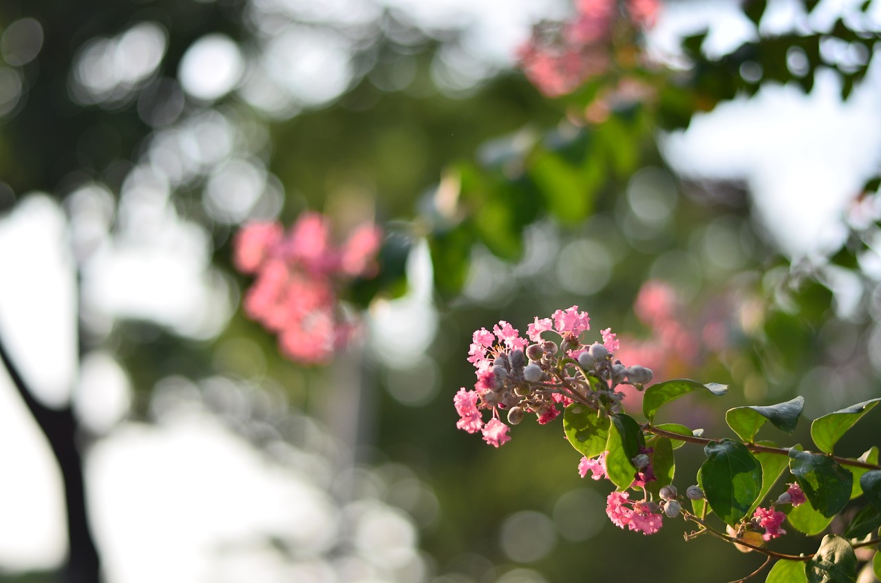 flowers summer nature free photo