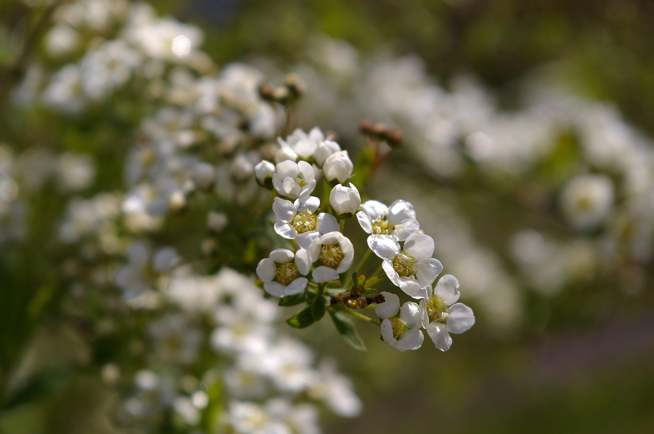 flowers spring white free photo