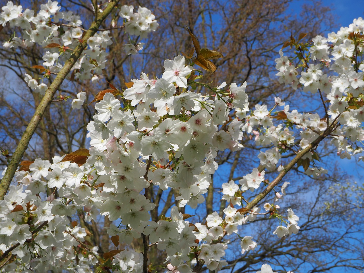 flowers tree spring free photo