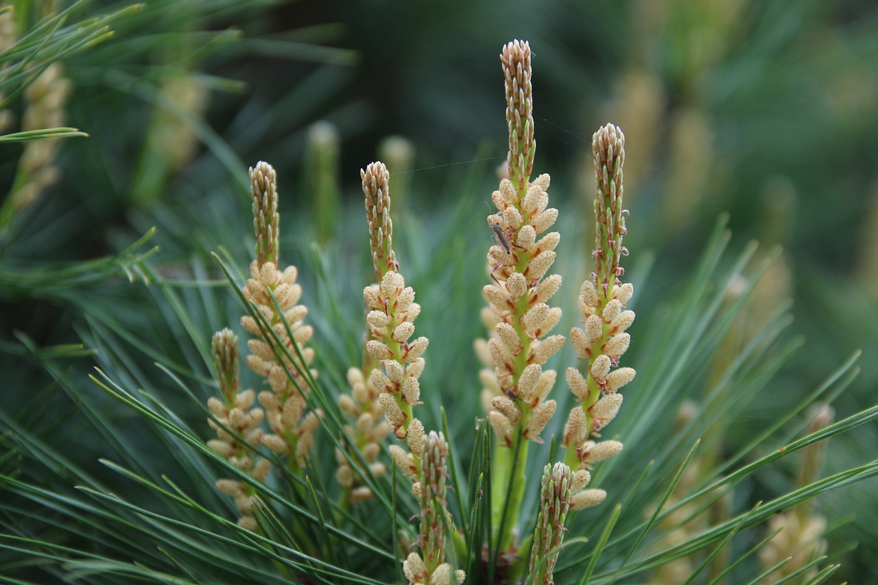 pine conifers greenery free photo