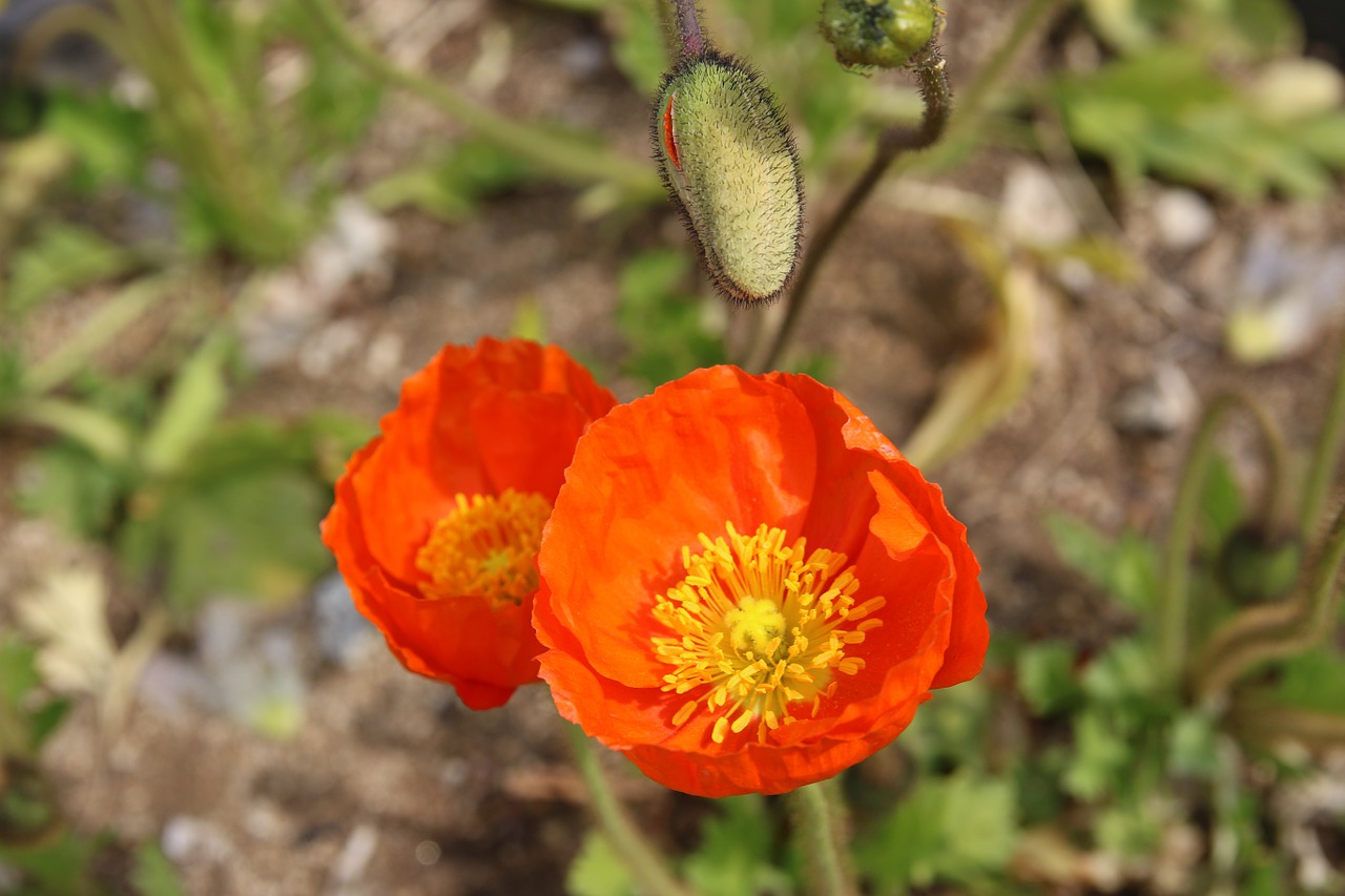 poppy flowers spring free photo