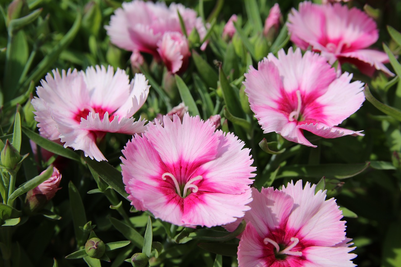 paeraengyi dianthus flower flowers free photo