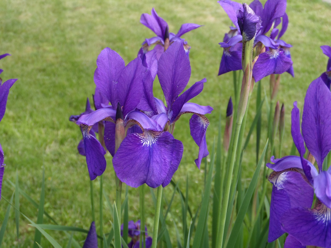 flowers garden green free photo