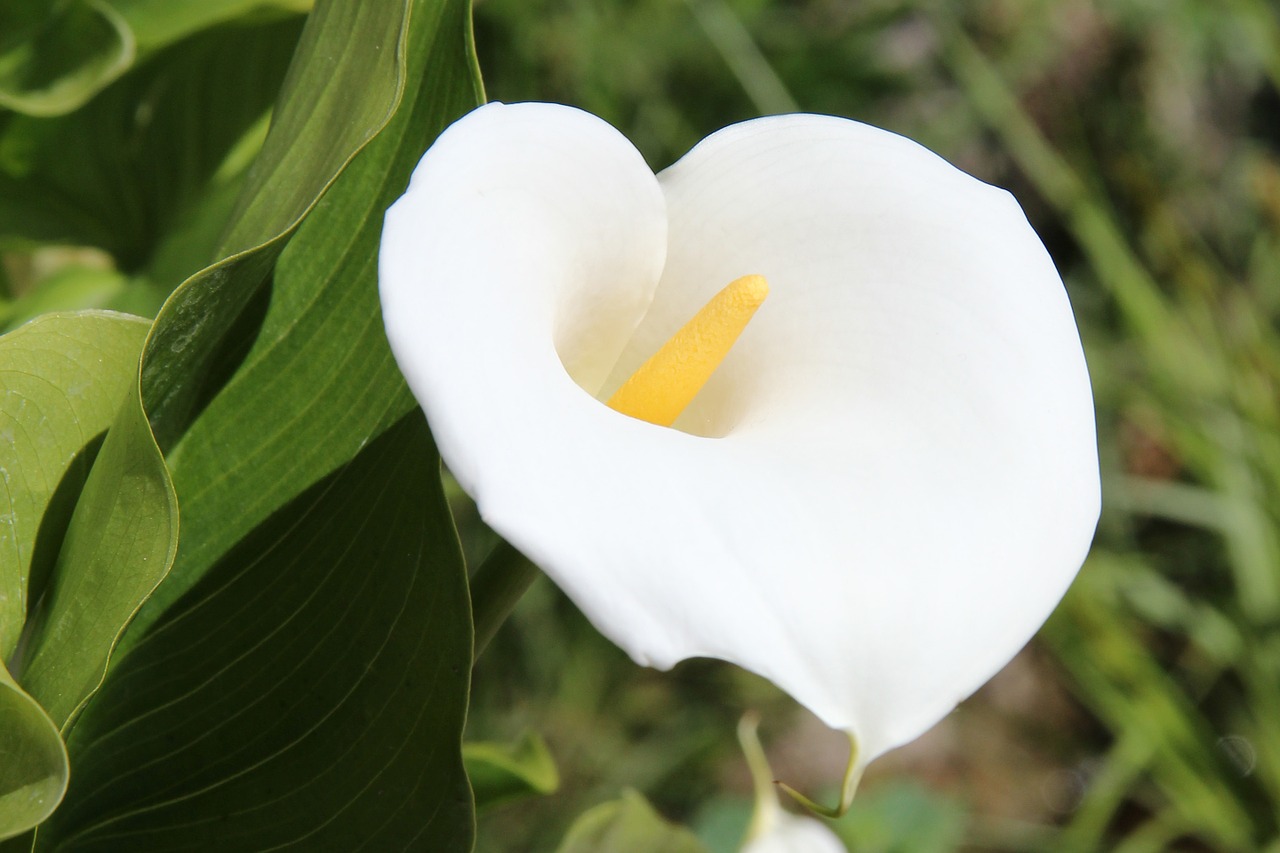 flowers plant calla free photo