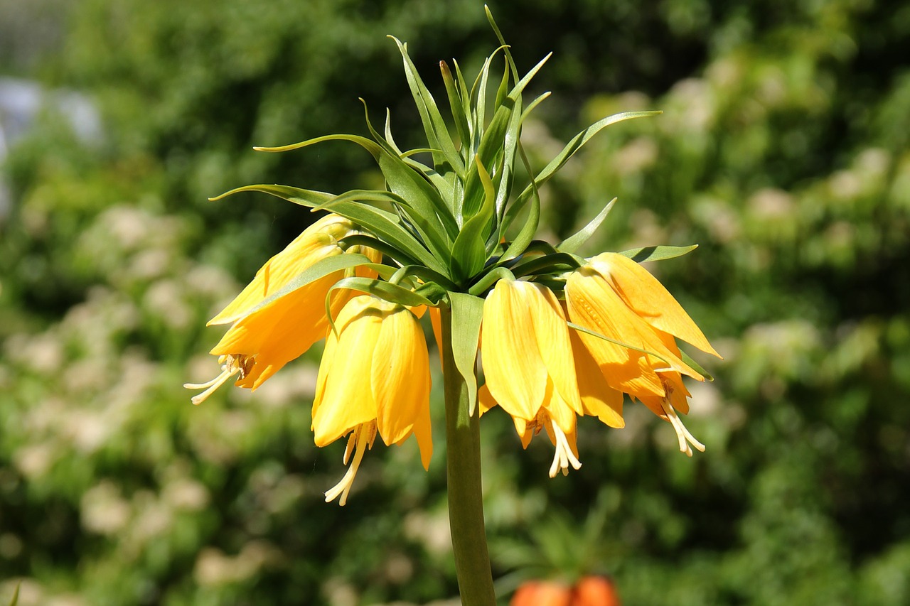 flower nature yellow free photo