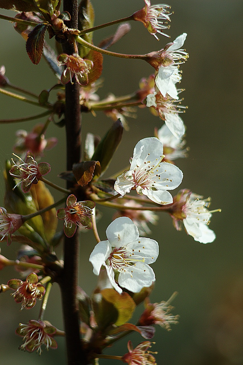 flowers tree white free photo