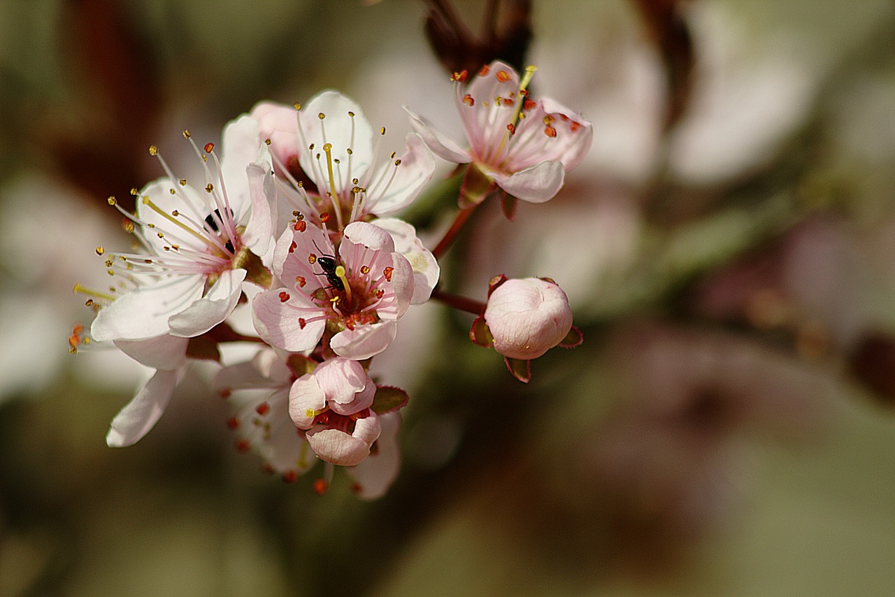 flowers close pink free photo