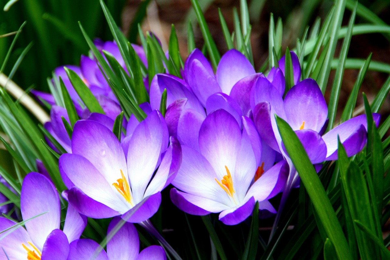 flowers crocus macro free photo