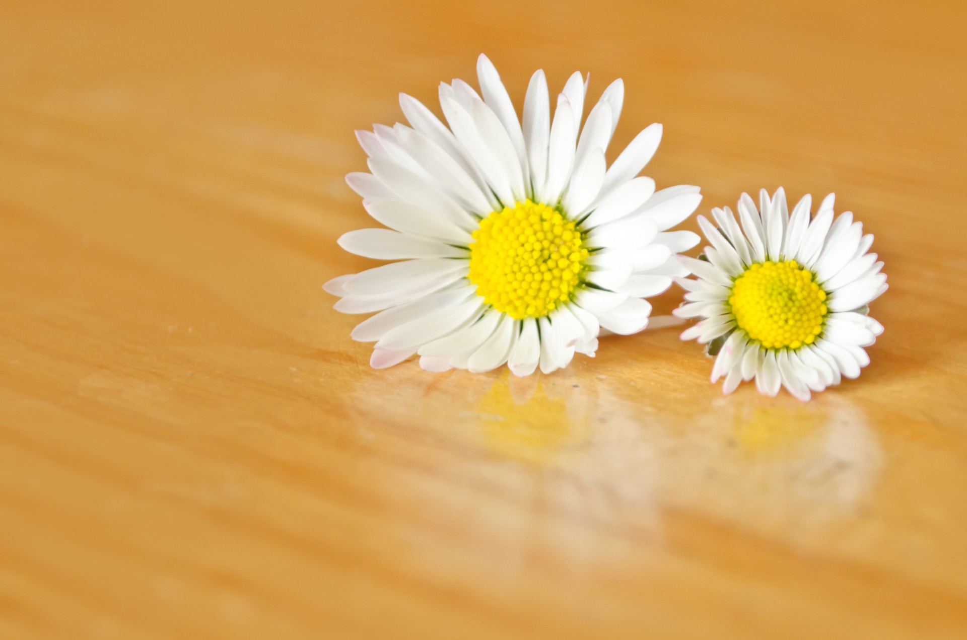 flower white summer free photo