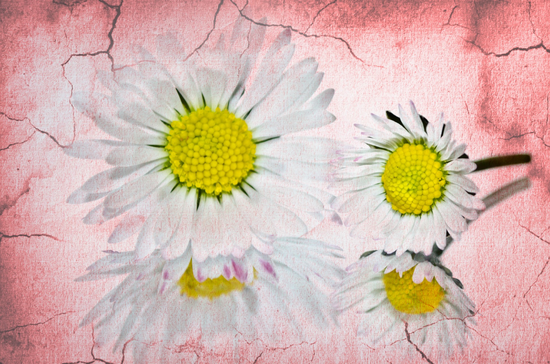 flower flowers canvas free photo