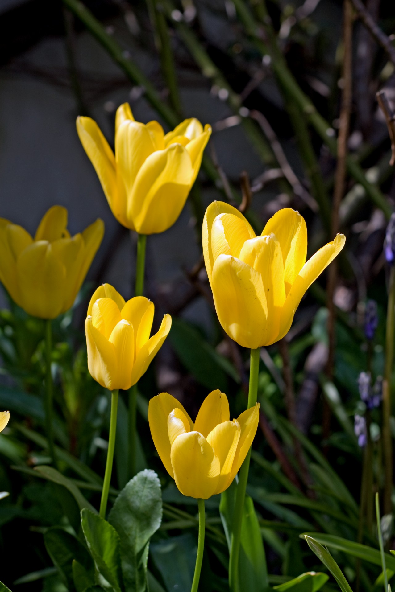 flower flowers tulip free photo