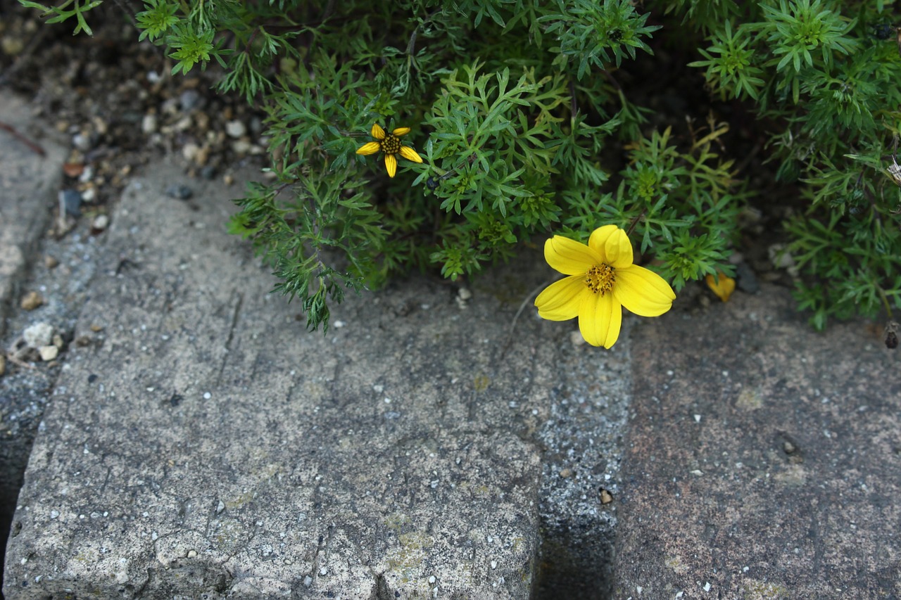 flowers natural yellow free photo