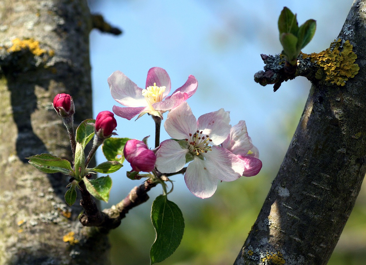 flowers apple garden free photo