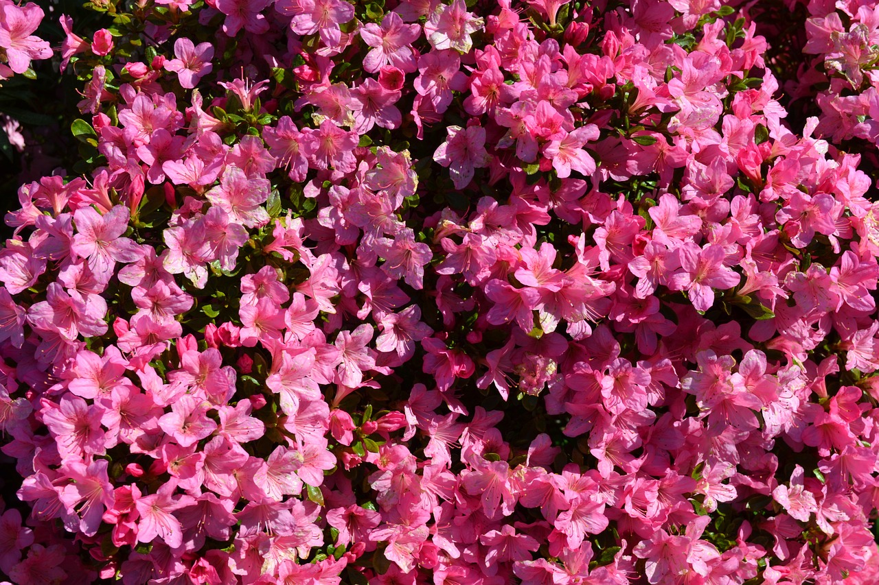 flowers pink flowers rhododendron free photo