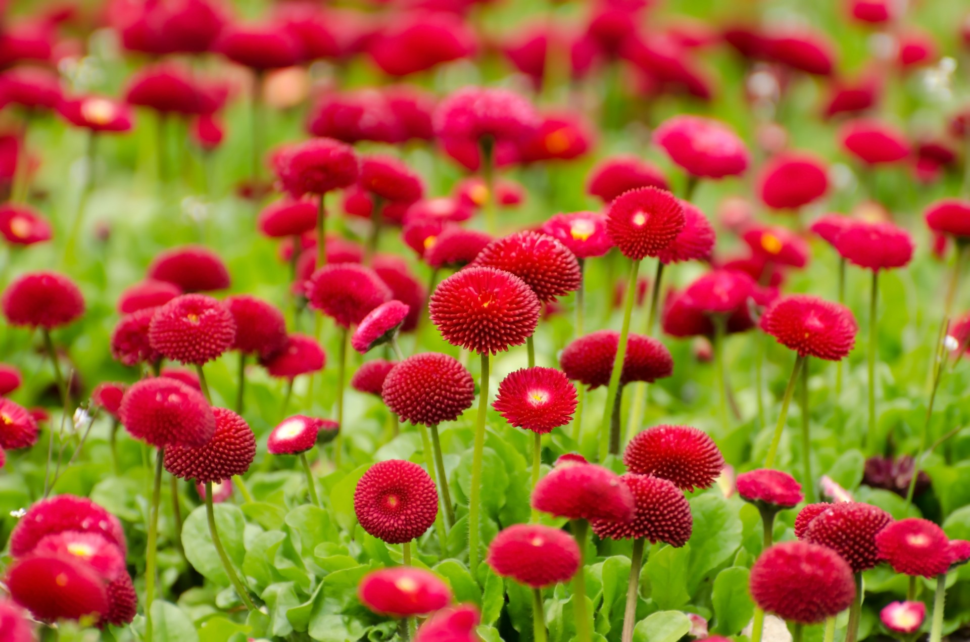 flower red summer free photo