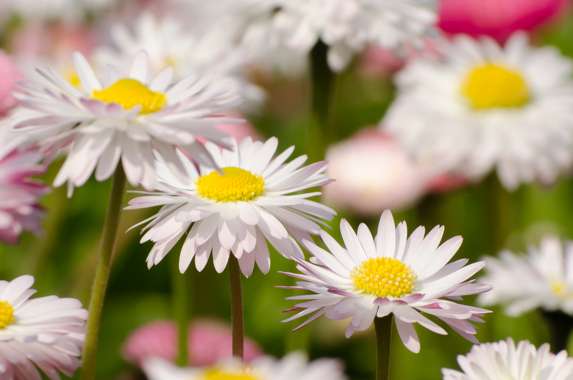 flowers flower plants free photo