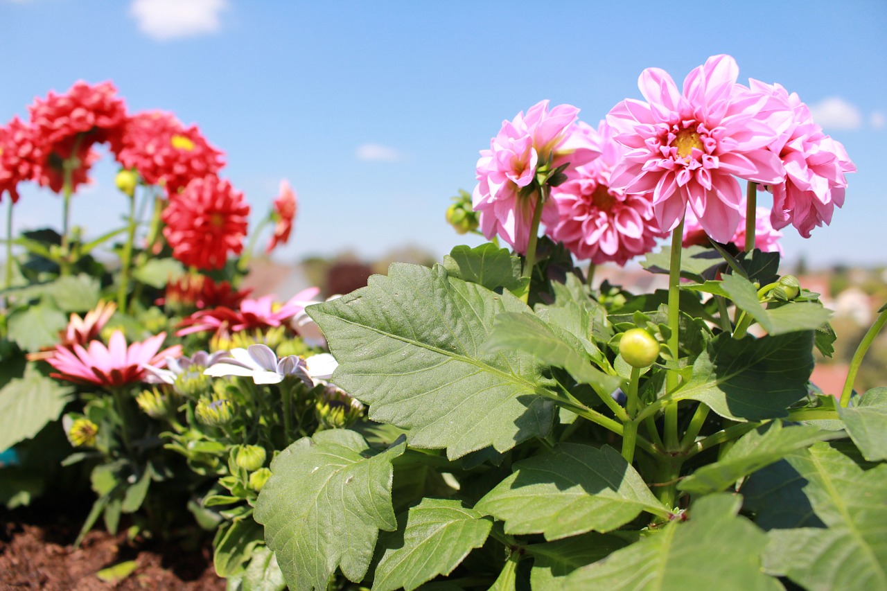 flowers spring dahlia free photo