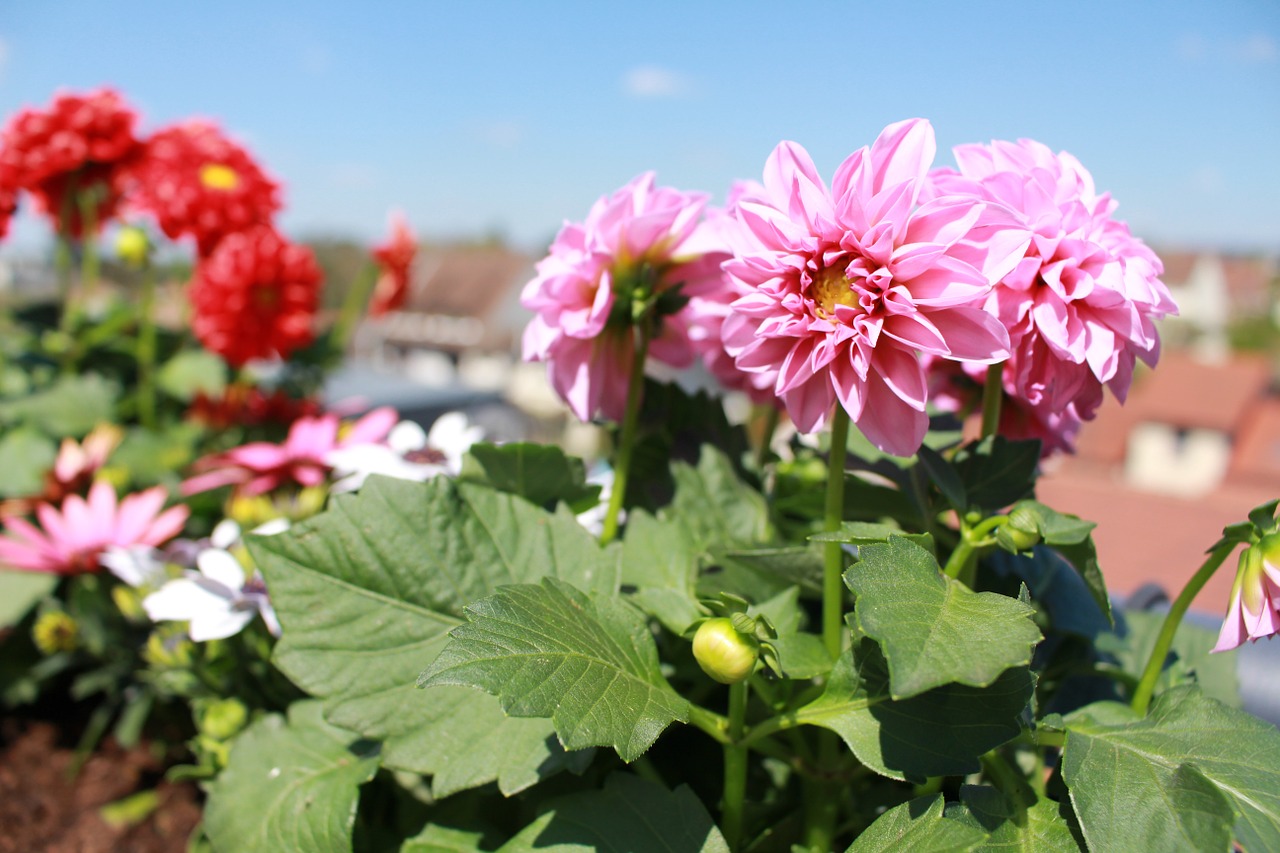 flowers spring dahlia free photo