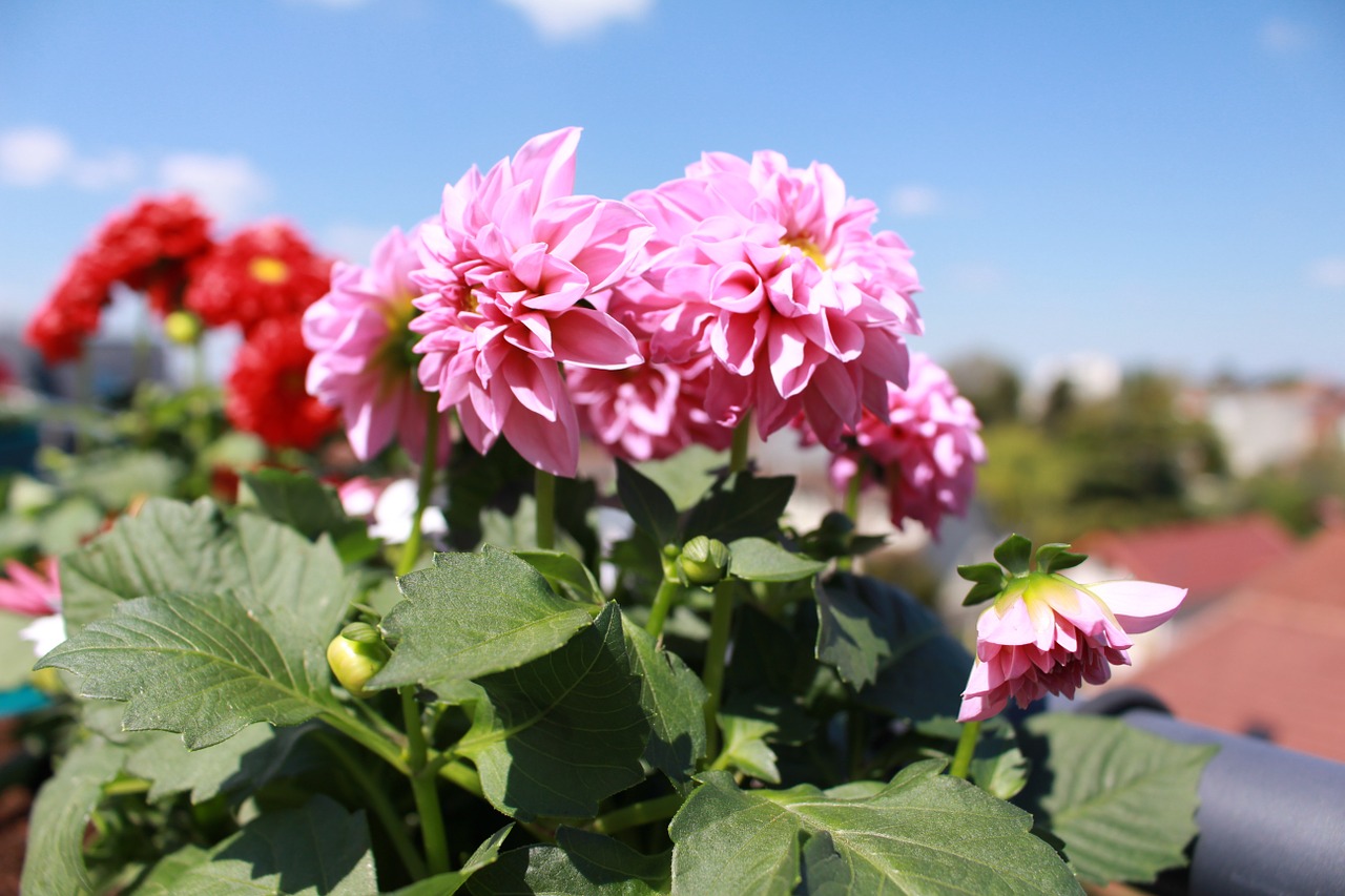 flowers spring dahlia free photo