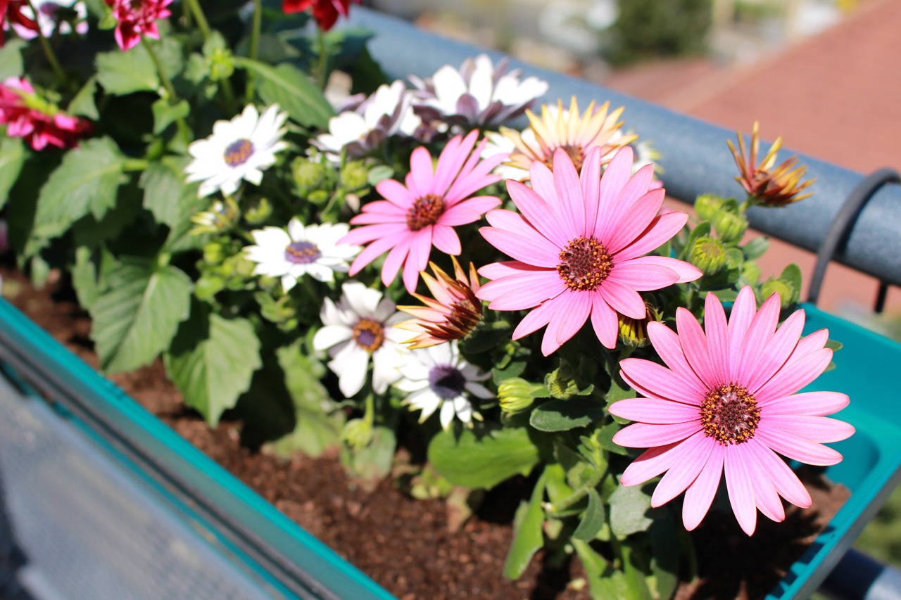 flowers spring dahlia free photo