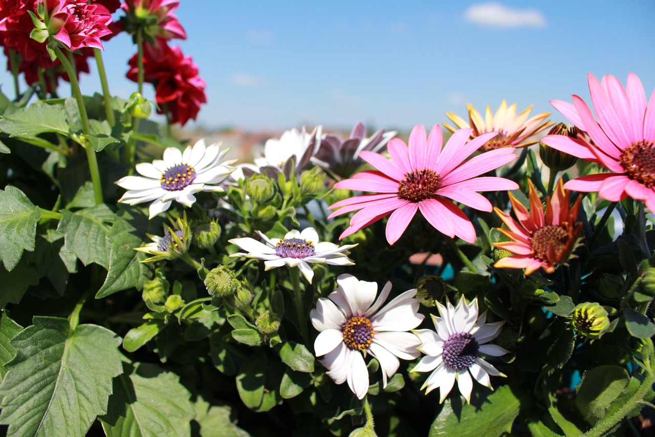 flowers spring dahlia free photo