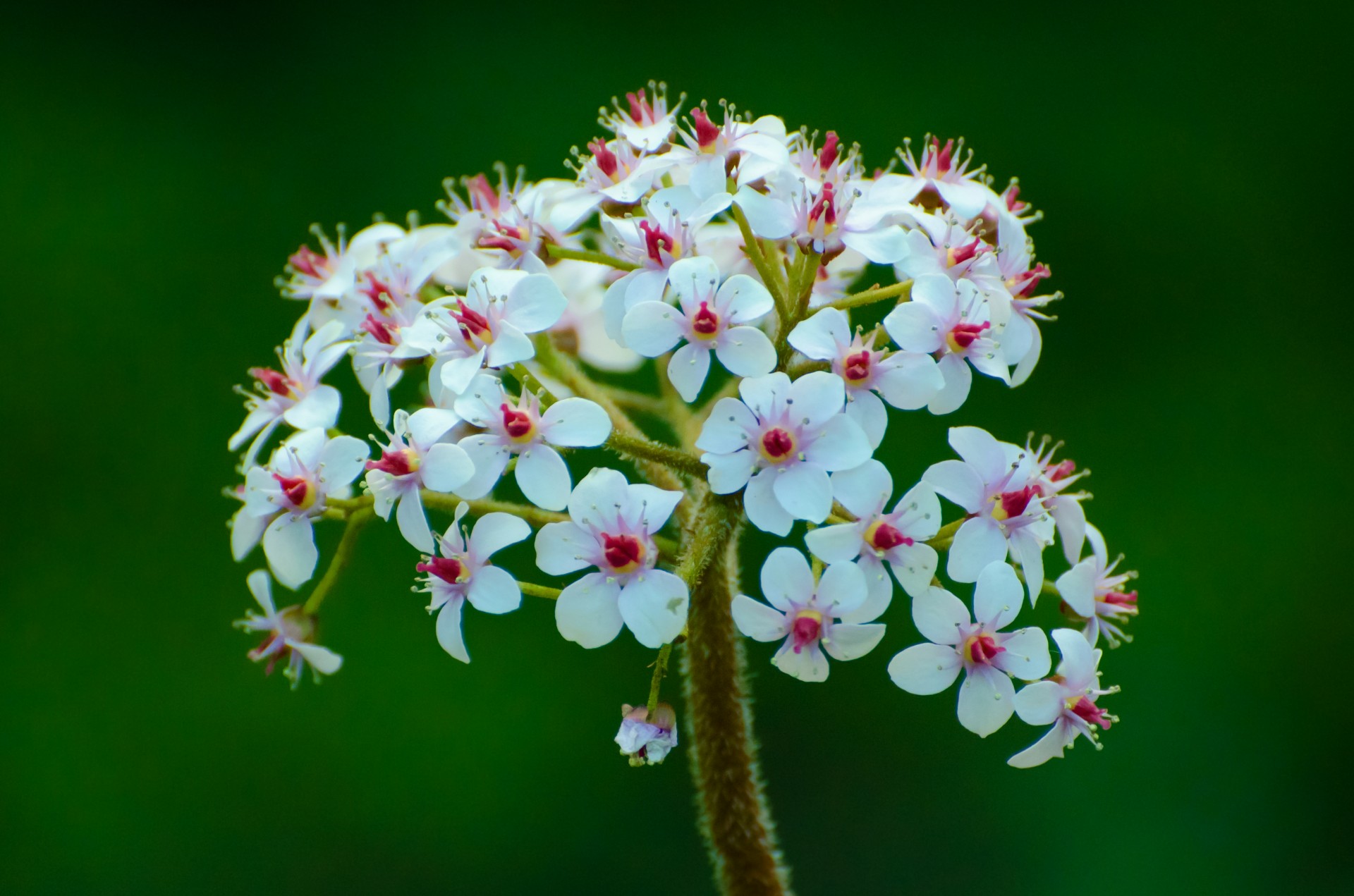 flowers flower plants free photo