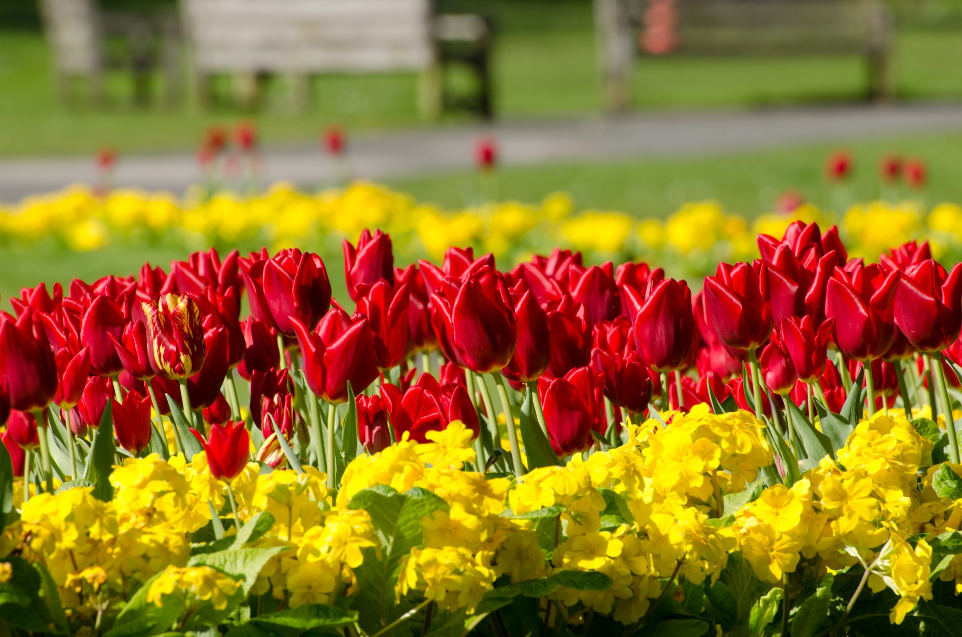 flowers flower plants free photo