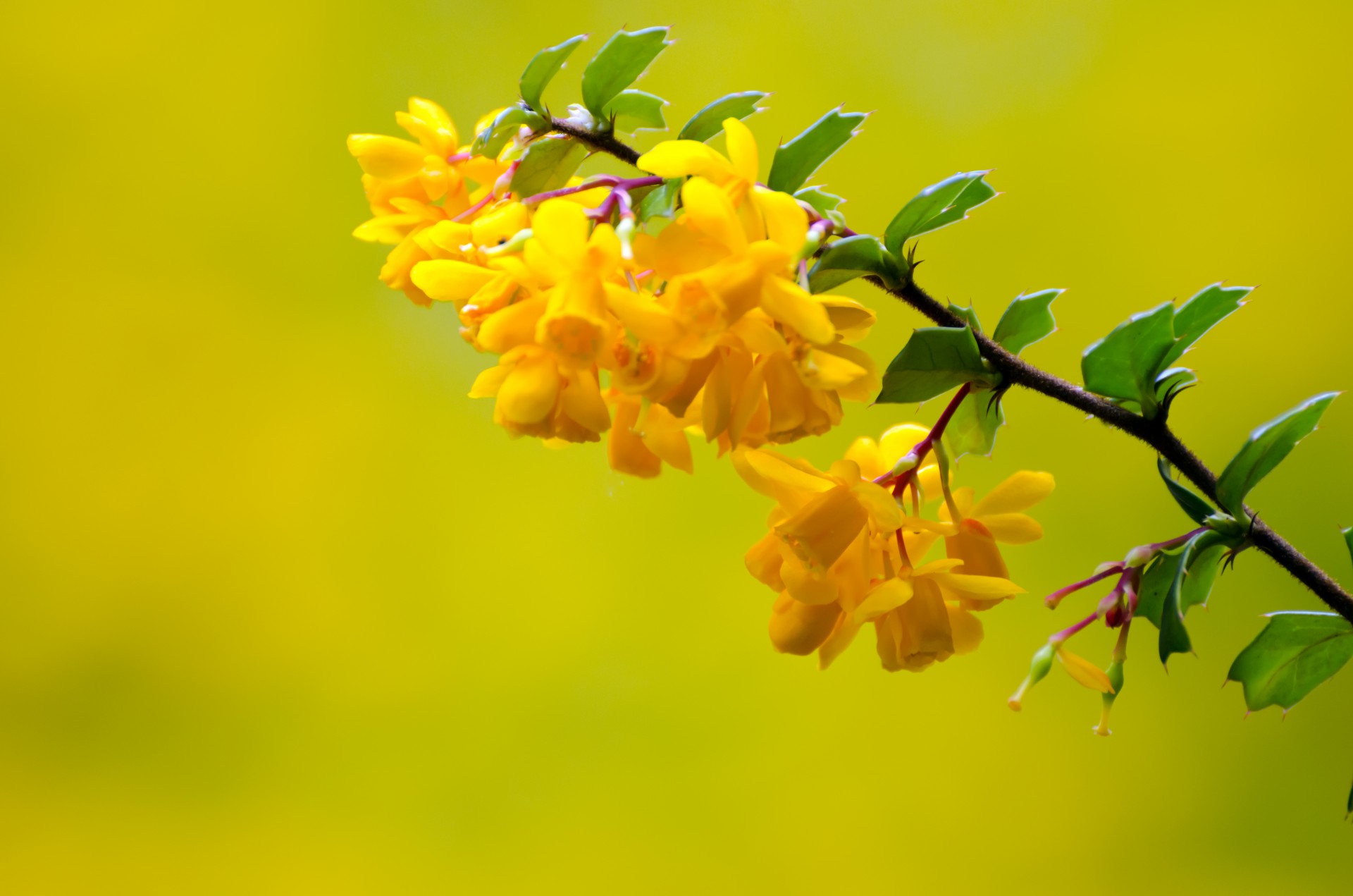 flower yellow summer free photo