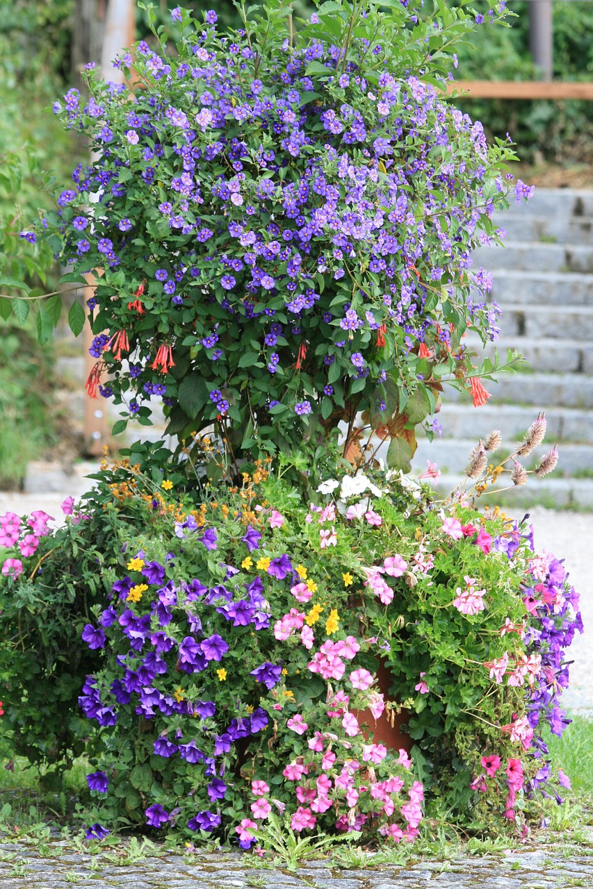 flowers garden purple free photo