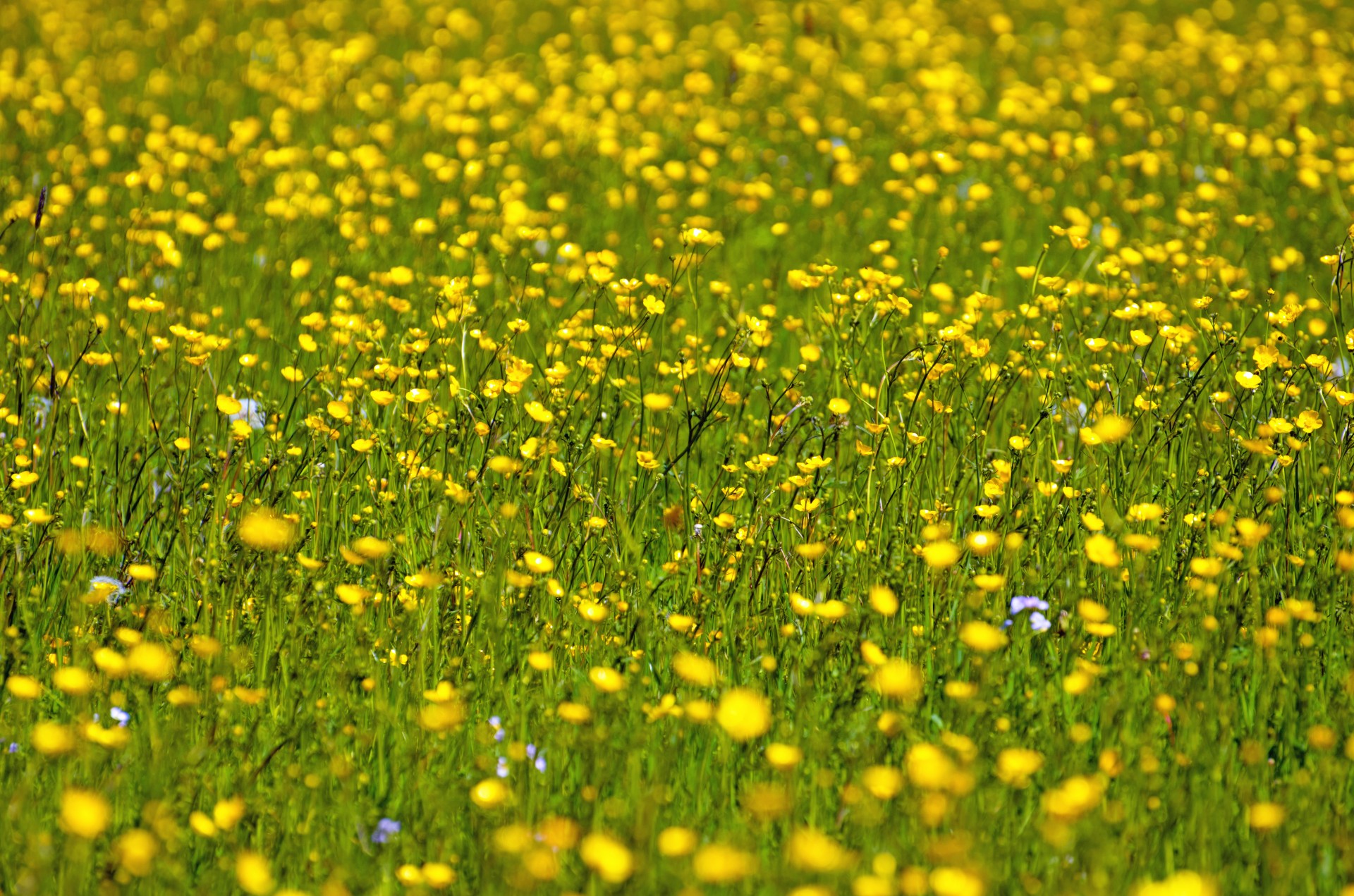 flower yellow summer free photo