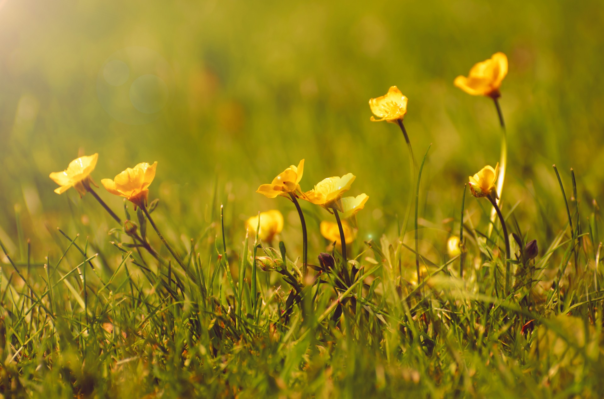 flowers flower plants free photo