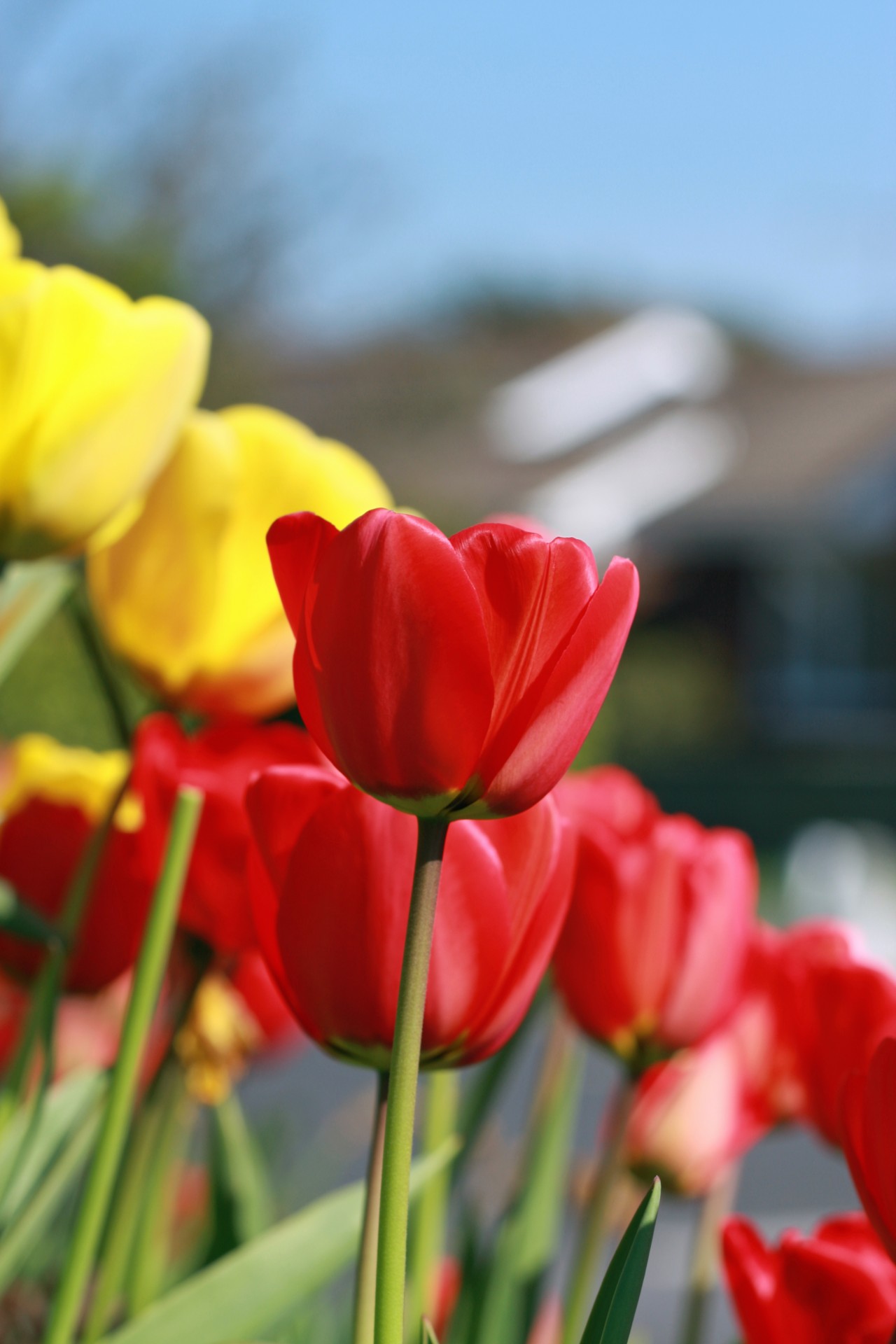 flowers flower tulip free photo