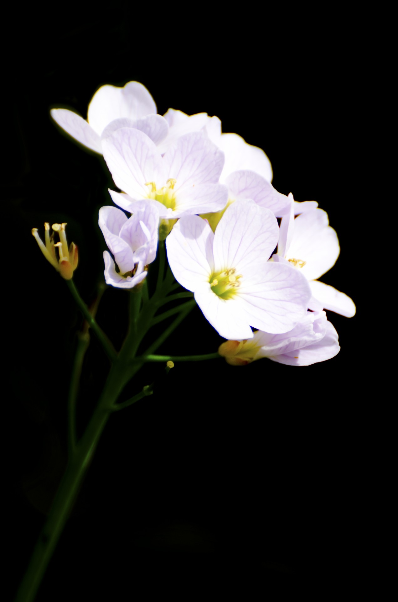 flowers flower plants free photo