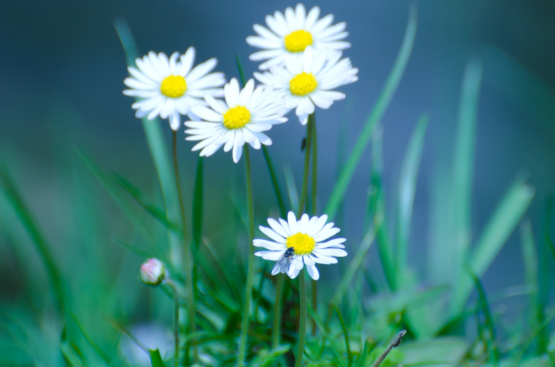 flowers flower plants free photo