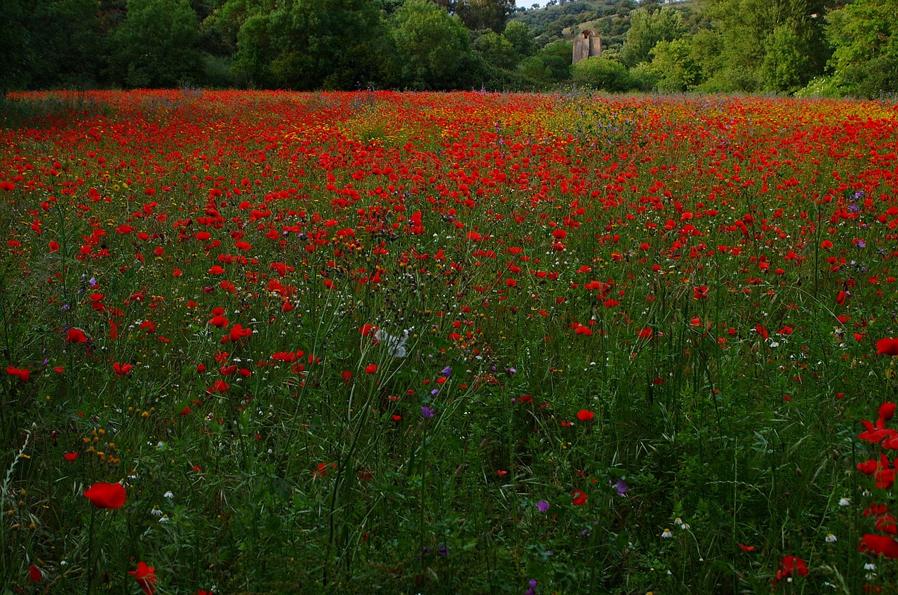 the poppy field flowers nature free photo